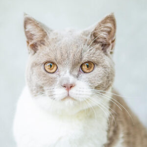 cat-6 cat-6